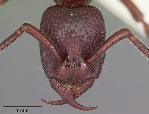 Psalidomyrmex sallyae specimen