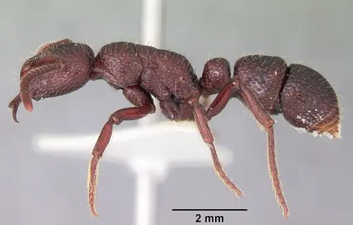 Psalidomyrmex sallyae specimen