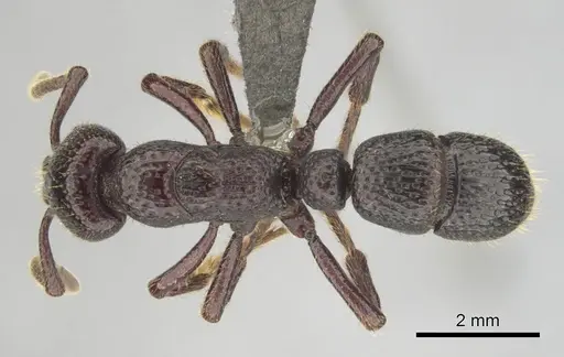 Psalidomyrmex sallyae - CASENT0813014