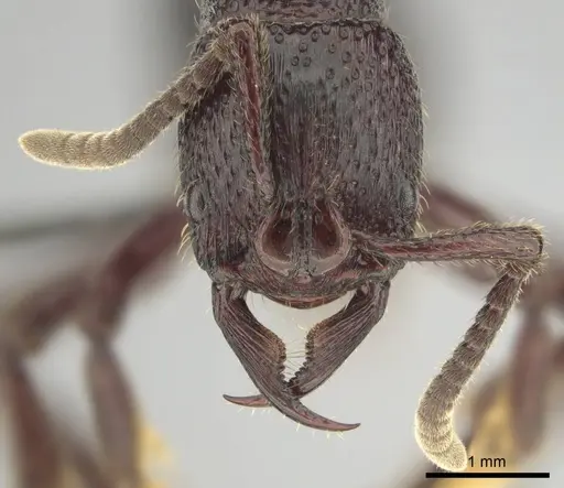 Psalidomyrmex sallyae - CASENT0813014