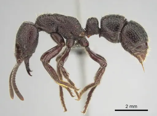 Psalidomyrmex sallyae - CASENT0813014