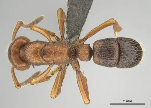 Psalidomyrmex sallyae - CASENT0813015