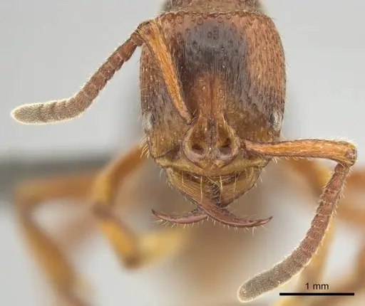 Psalidomyrmex sallyae - CASENT0813015
