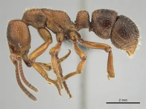 Psalidomyrmex sallyae - CASENT0813015