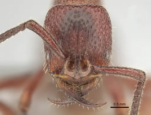 Psalidomyrmex sallyae - CASENT0813016