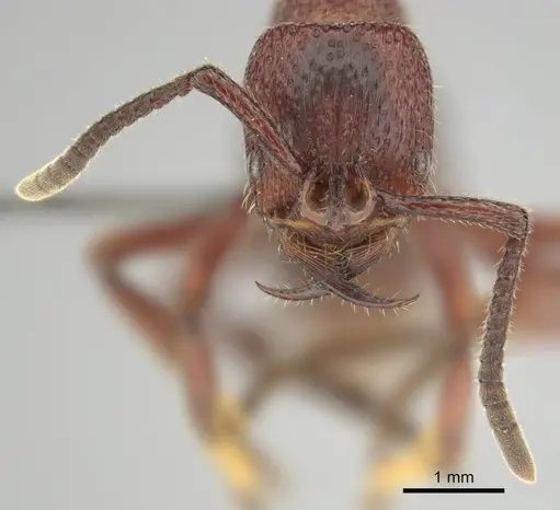 Psalidomyrmex sallyae - CASENT0813016