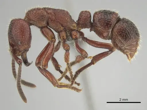 Psalidomyrmex sallyae - CASENT0813016