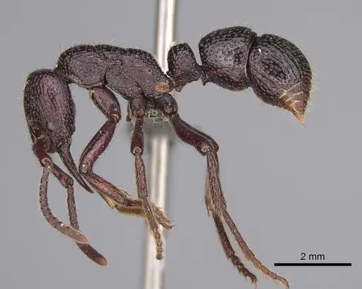 Psalidomyrmex sallyae - CASENT0815807