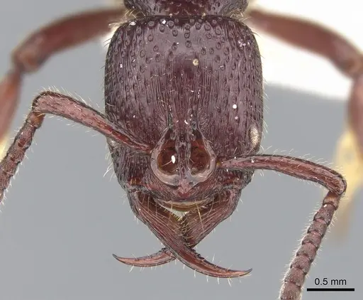 Psalidomyrmex sallyae - CASENT0902465