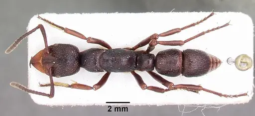 Psalidomyrmex wheeleri specimen