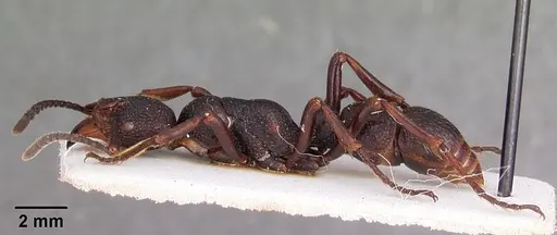 Psalidomyrmex wheeleri specimen