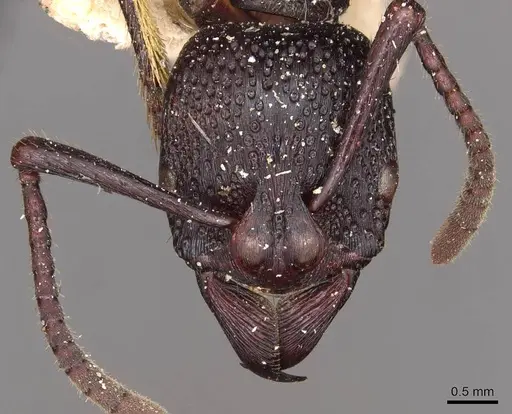 Psalidomyrmex wheeleri - CASENT0915304