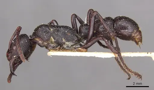 Psalidomyrmex wheeleri - CASENT0915304