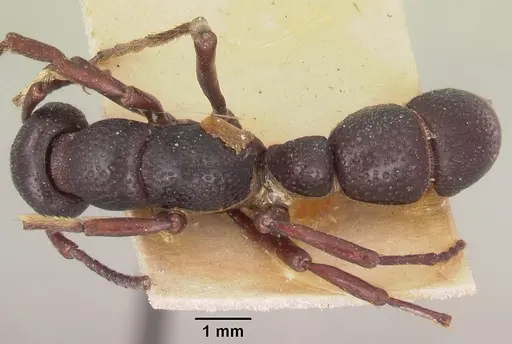 Psalidomyrmex wheeleri - SAM-ENT-11553