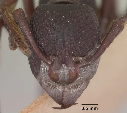 Psalidomyrmex wheeleri - SAM-ENT-11553