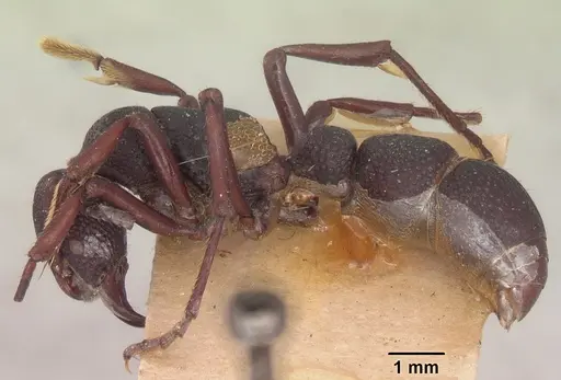 Psalidomyrmex wheeleri - SAM-ENT-11553