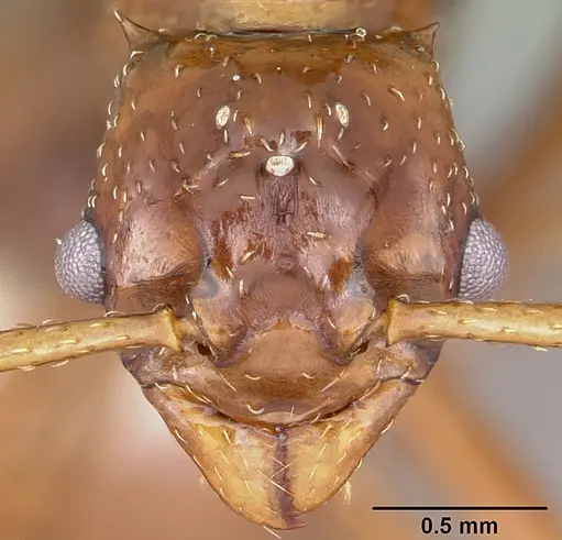 Pseudoatta argentina specimen