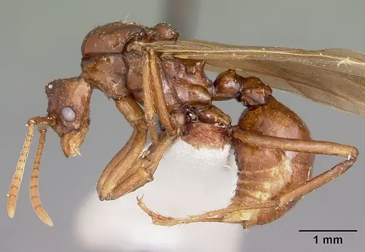 Pseudoatta argentina specimen