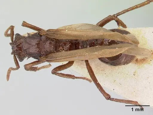 Pseudoatta argentina - CASENT0178486