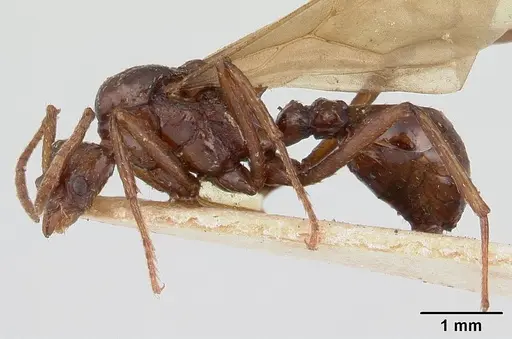 Pseudoatta argentina - CASENT0178486