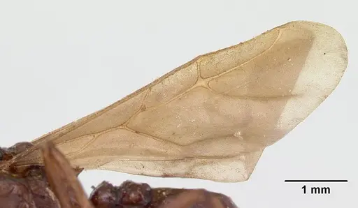 Pseudoatta argentina - CASENT0178486