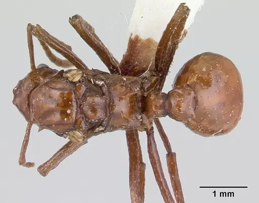 Pseudoatta argentina - CASENT0178533