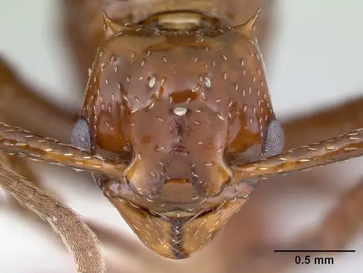 Pseudoatta argentina - CASENT0178533