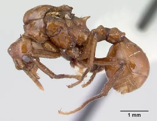 Pseudoatta argentina - CASENT0178533