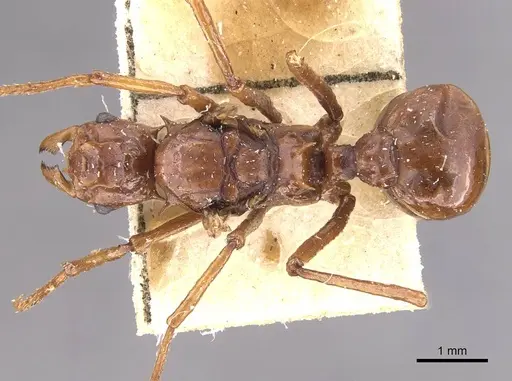 Pseudoatta argentina - CASENT0909398