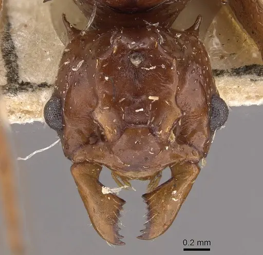 Pseudoatta argentina - CASENT0909398