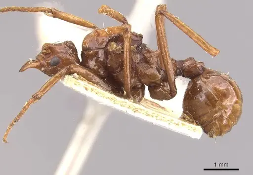 Pseudoatta argentina - CASENT0909398