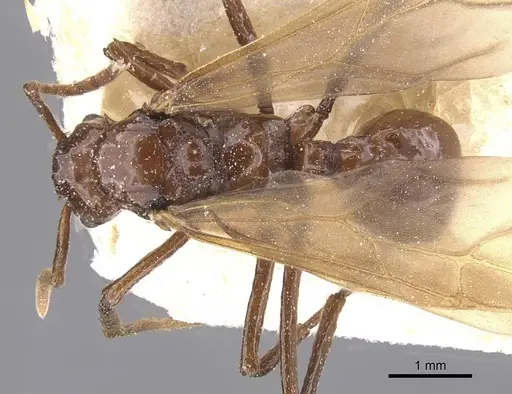 Pseudoatta argentina - CASENT0912514