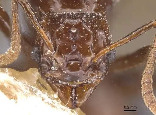 Pseudoatta argentina - CASENT0912514