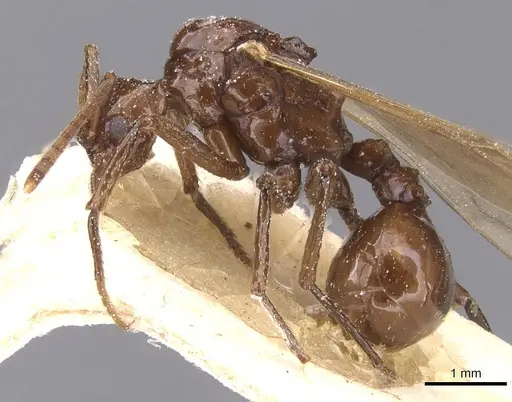 Pseudoatta argentina - CASENT0912514