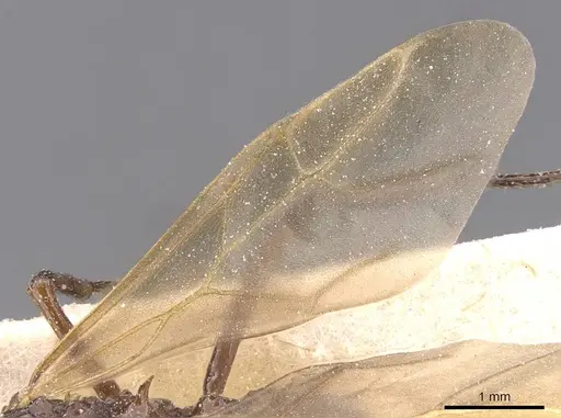 Pseudoatta argentina - CASENT0912514