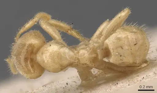 Pseudolasius amaurops specimen