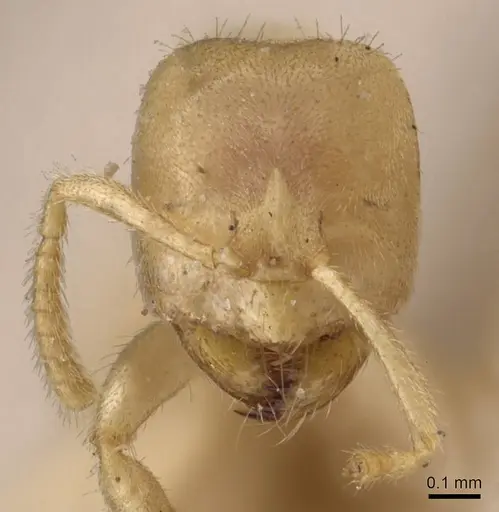 Pseudolasius amaurops specimen