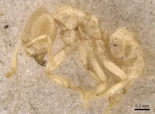 Pseudolasius amaurops specimen