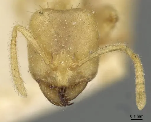 Pseudolasius amblyops specimen