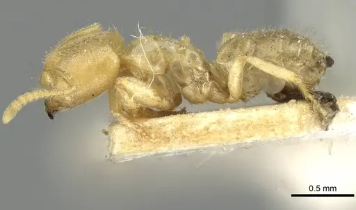 Pseudolasius amblyops specimen