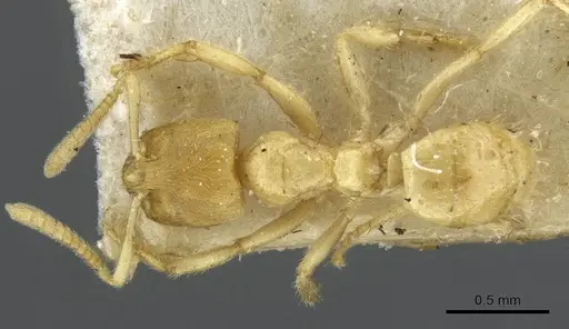 Pseudolasius amblyops - CASENT0910971