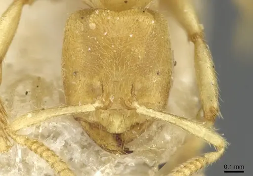 Pseudolasius amblyops - CASENT0910971