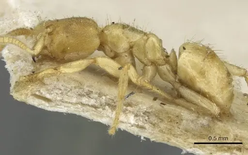 Pseudolasius amblyops - CASENT0910971