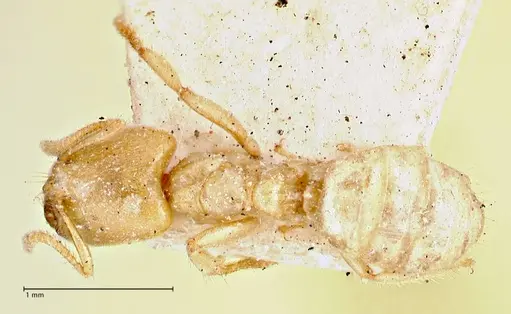 Pseudolasius amblyops - FOCOL2675