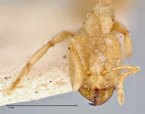 Pseudolasius amblyops - FOCOL2675