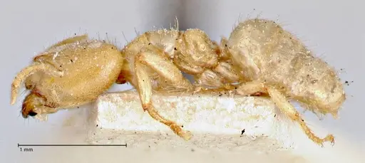 Pseudolasius amblyops - FOCOL2675