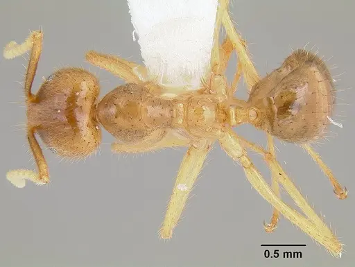 Pseudolasius australis specimen