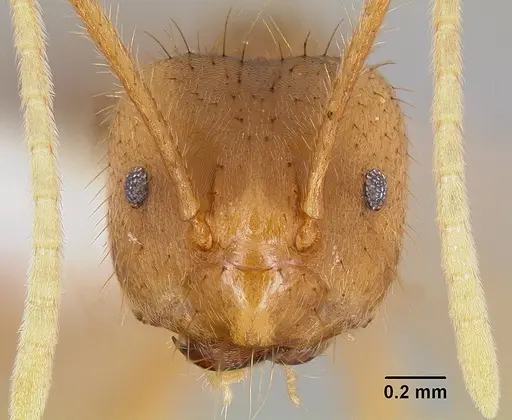 Pseudolasius australis specimen