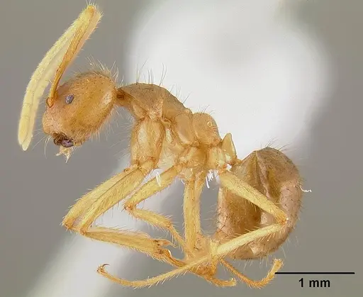 Pseudolasius australis specimen