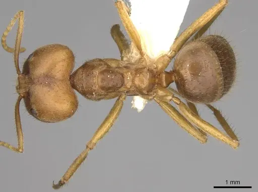 Pseudolasius australis - CASENT0281488